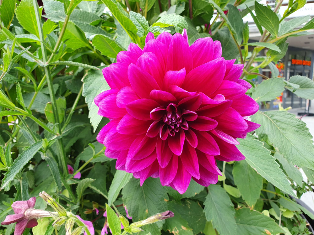 djuprosa blomma med gröna blad